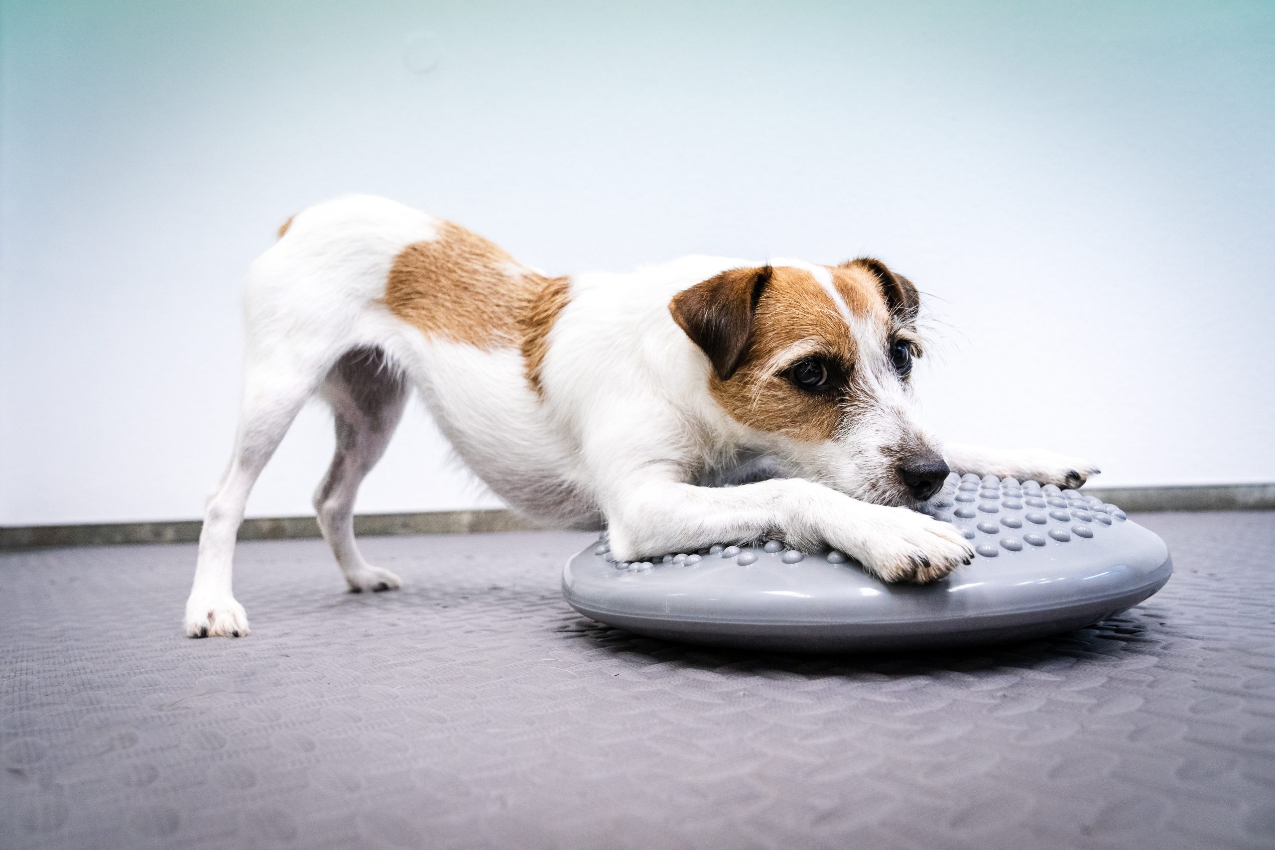 Spielender Hund