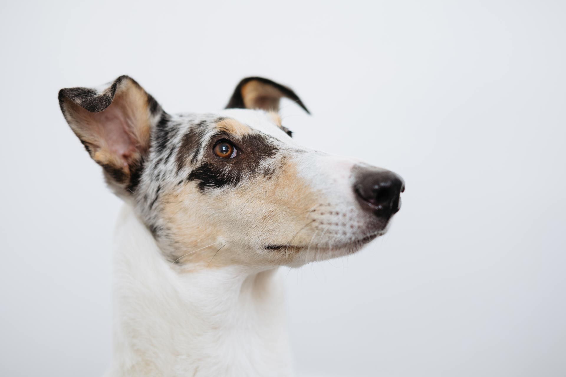 Bild von einem Hund