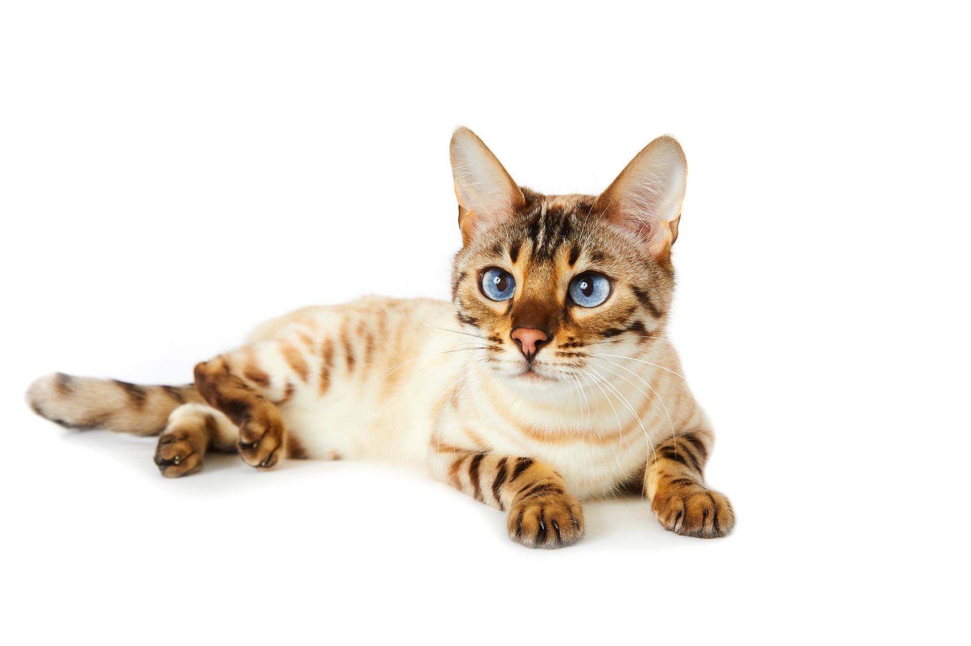 Liegende Katze