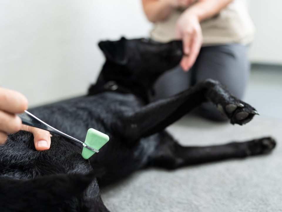 Bild von einer Behandlung eines Hundes