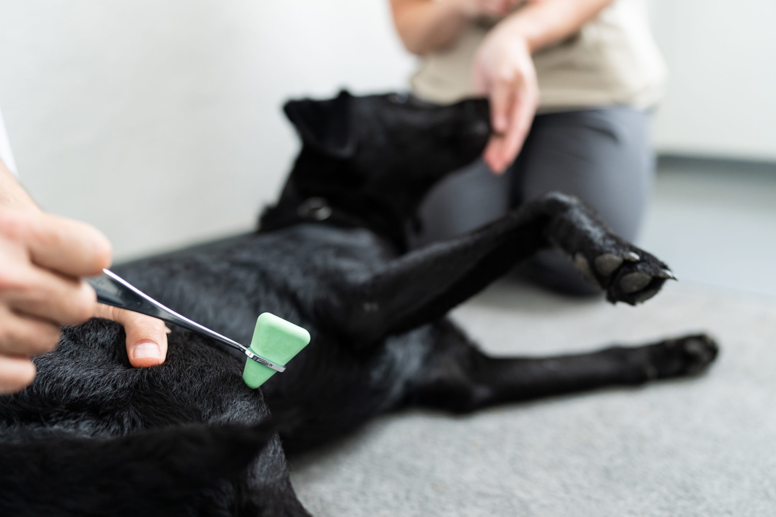Image of a dog being treated