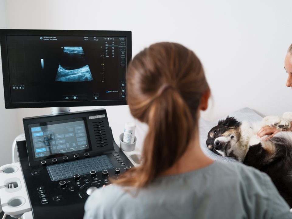 Bild von einer Behandlung eines Hundes