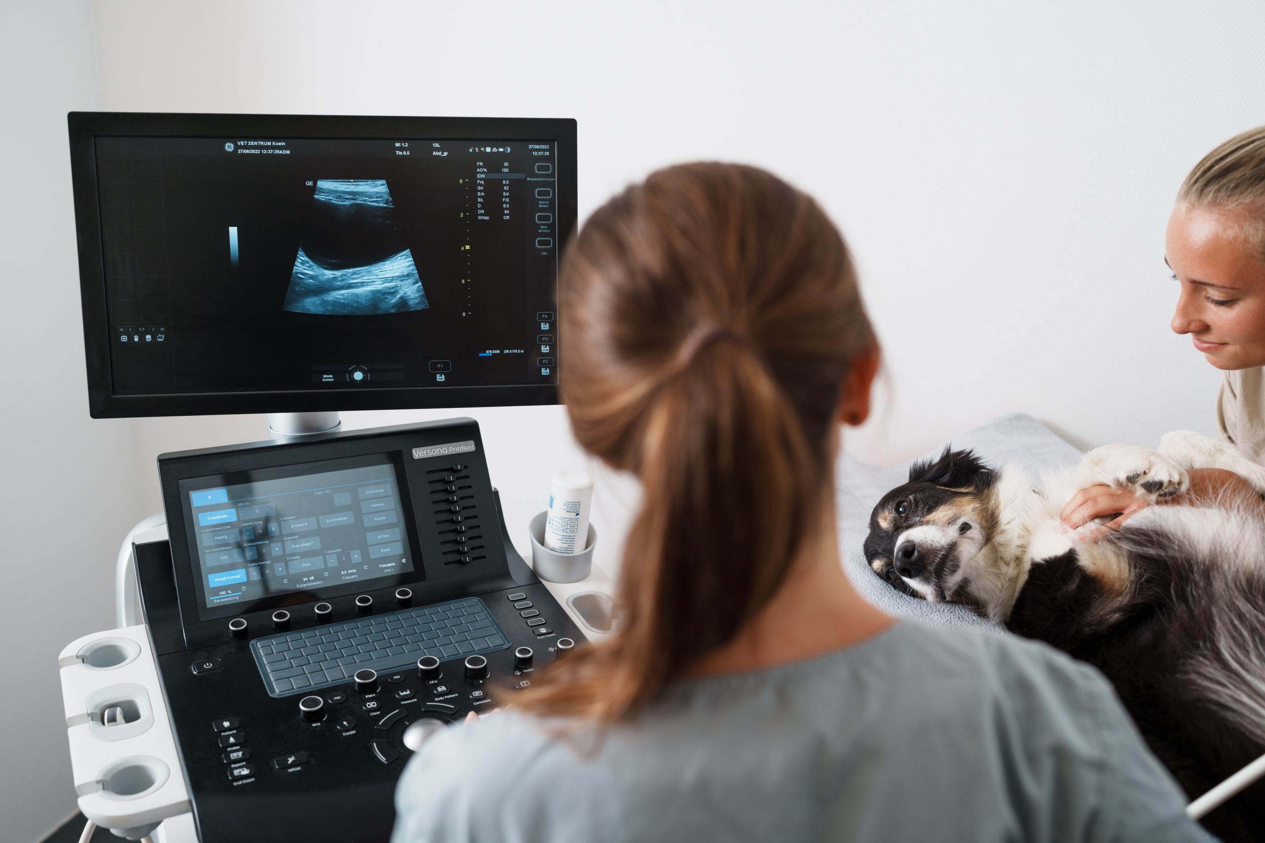 Image of a dog receiving treatment