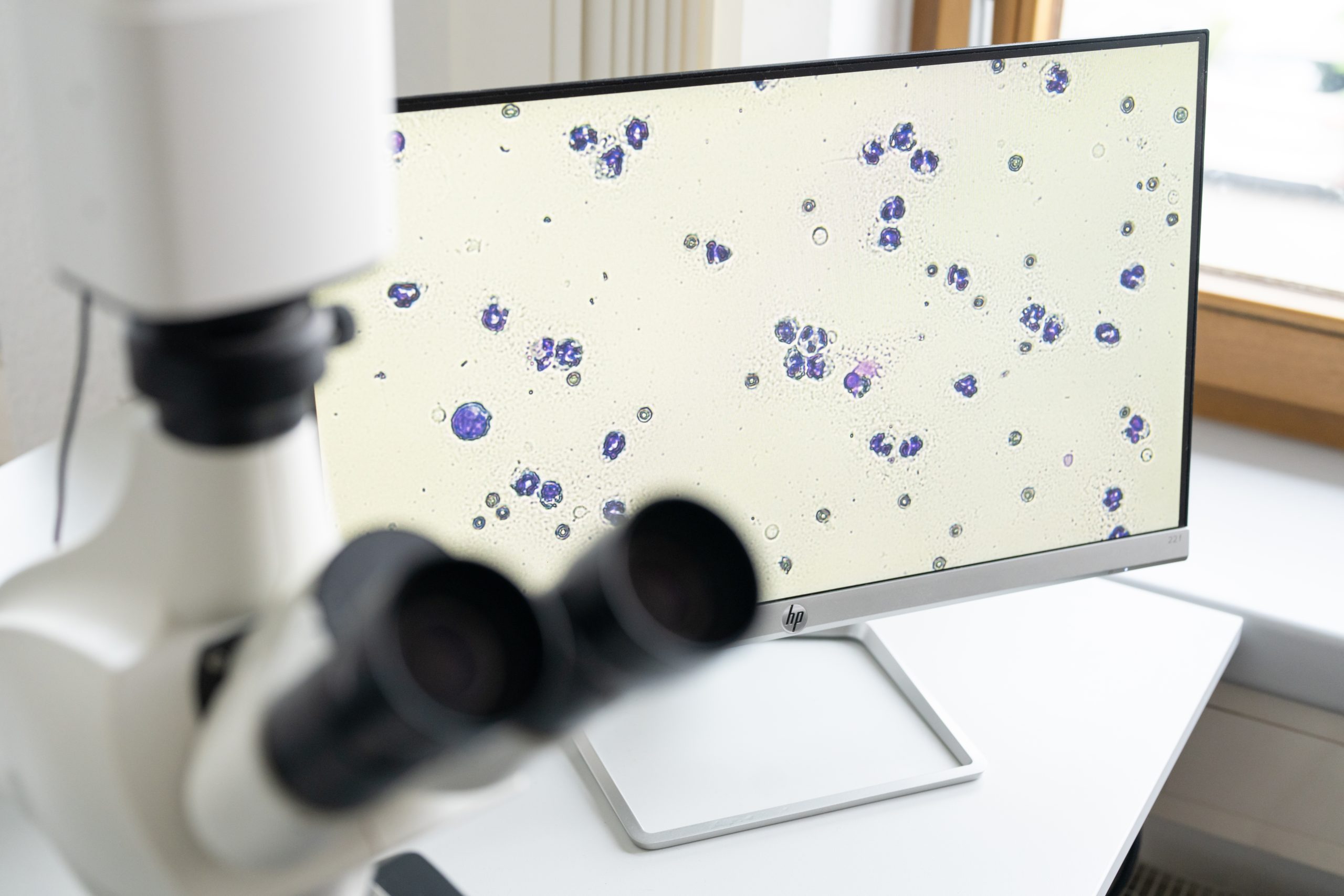 Bild einer Mikroskopaufnahme