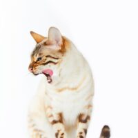 Dickomeit118finish Bild einer Katze