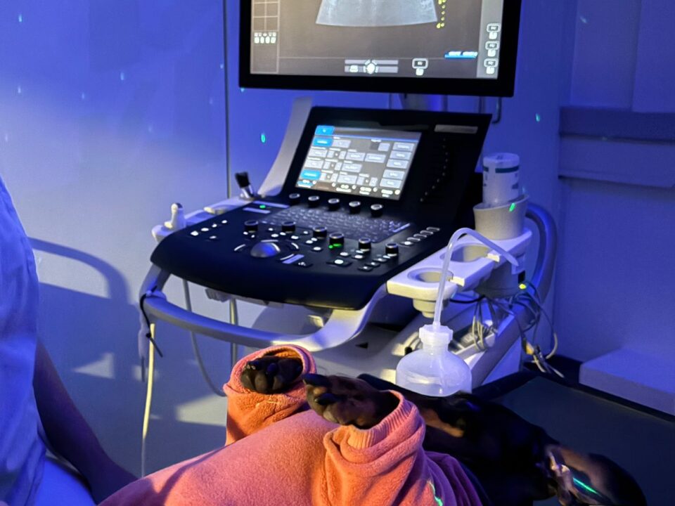 Lola Ultraschall Medical Training