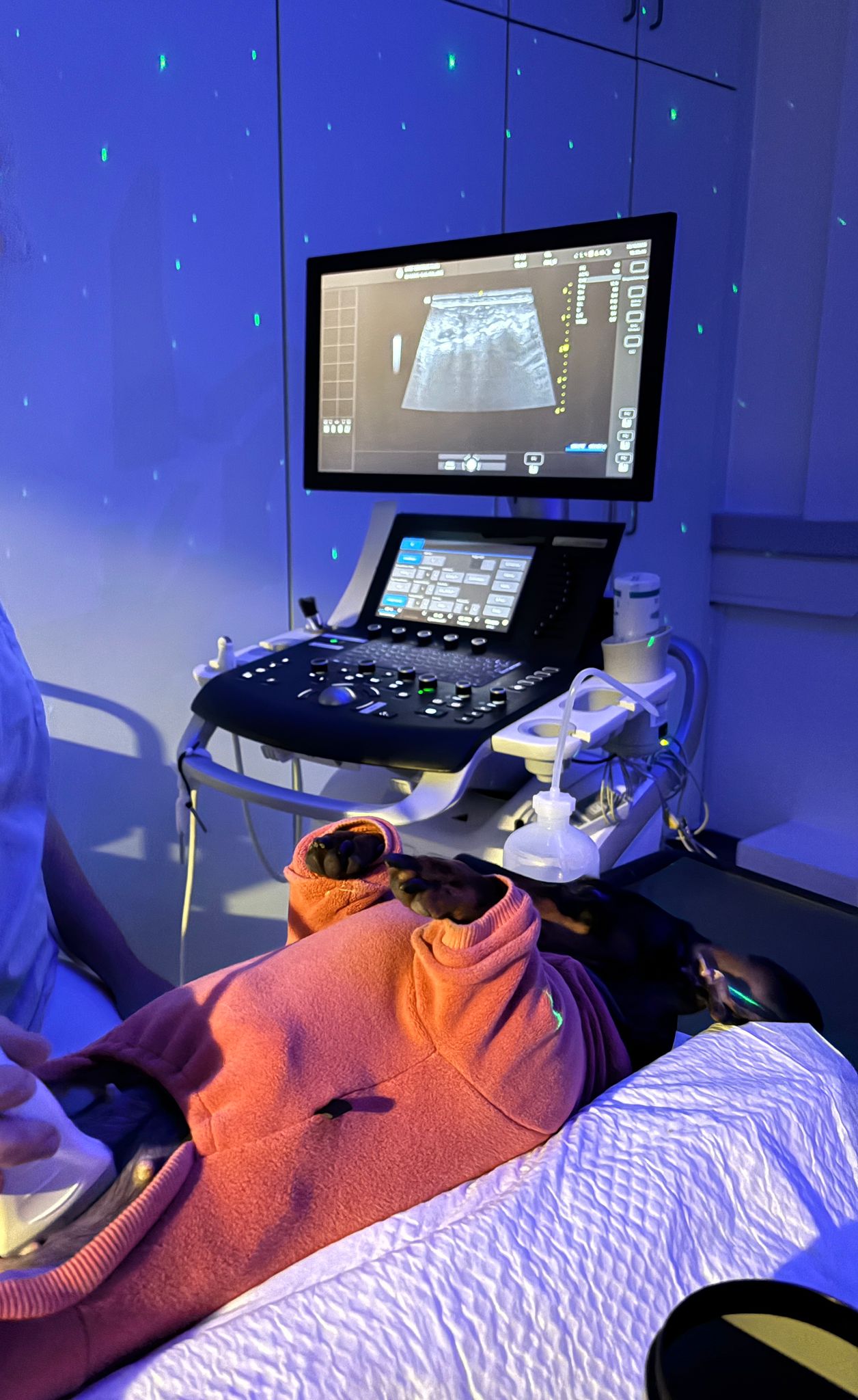 Lola Ultraschall Medical Training