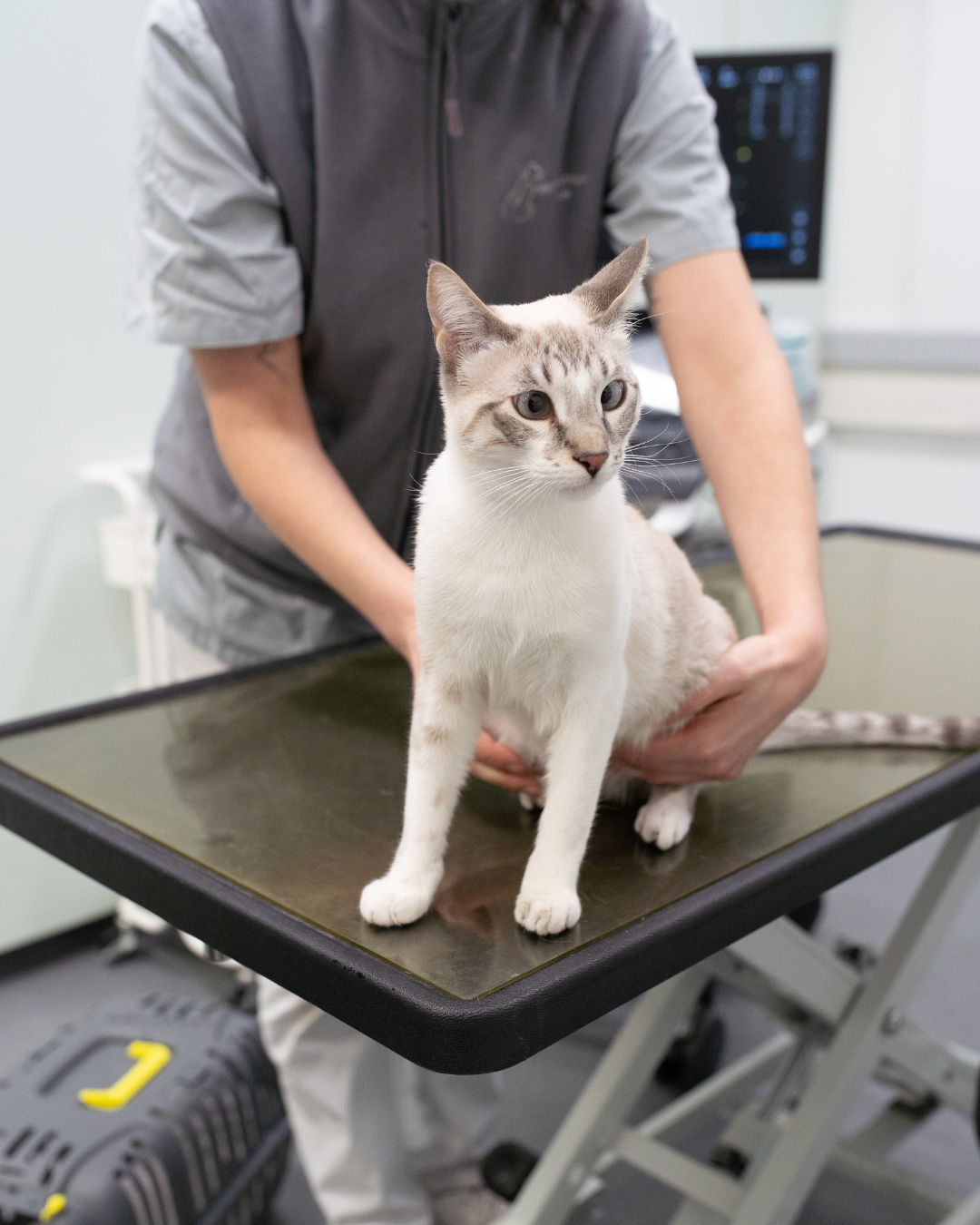 Bauchspeicheldrüsenentzündung bei Katzen